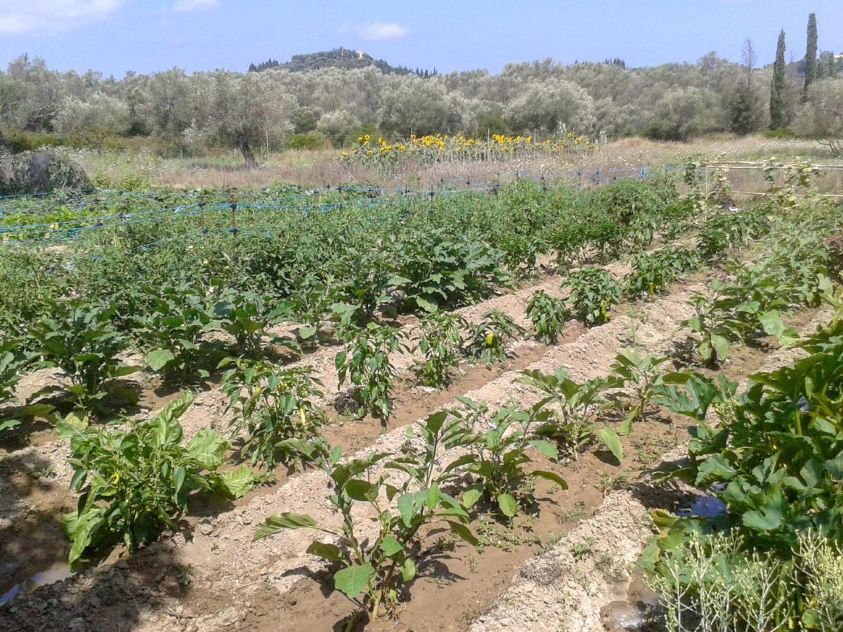Aroggia Farm Villa Xanthatai Luaran gambar